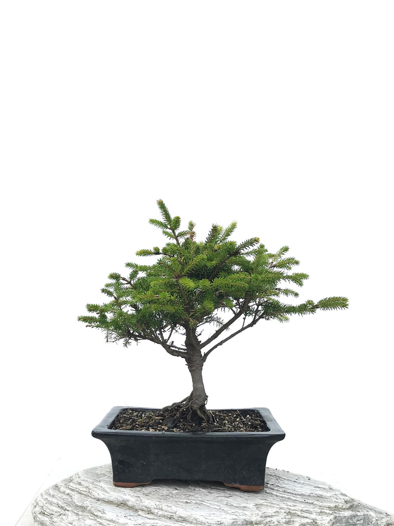 KOREAN SPRUCE (SP1903044) - MiniGardens NZ