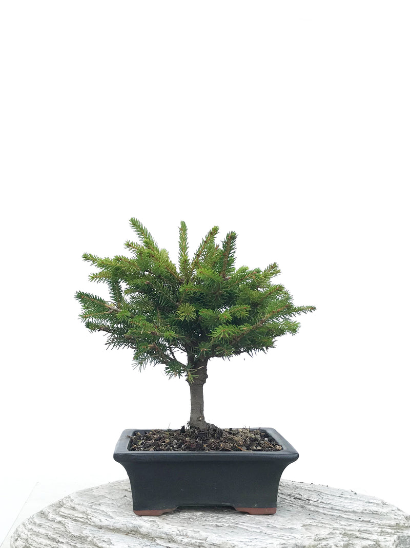KOREAN SPRUCE (SP1903045) - MiniGardens NZ