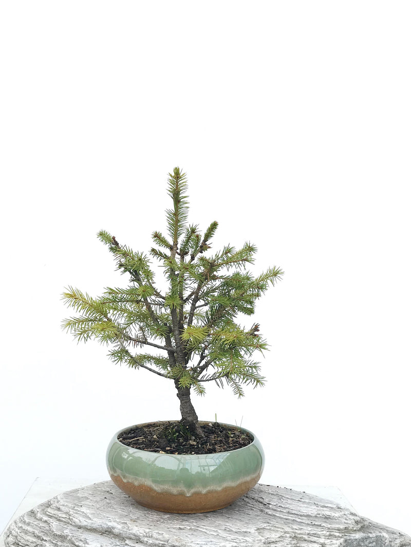 KOREAN SPRUCE (SP1903049) - MiniGardens NZ