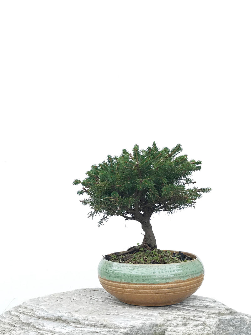 KOREAN SPRUCE (SP1903050) - MiniGardens NZ