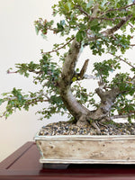 HAWTHORN (CLUMP STYLE)