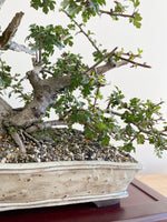 HAWTHORN (CLUMP STYLE)