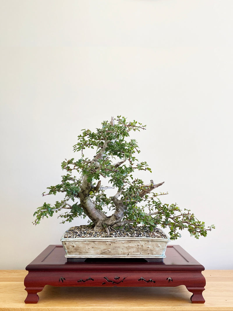 HAWTHORN (CLUMP STYLE)