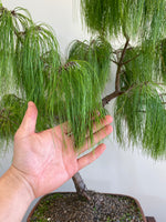 MEXICAN WEEPING PINE (INFORMAL)