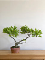 PURPLE WISTERIA (MULTI-TRUNK) - MiniGardens NZ