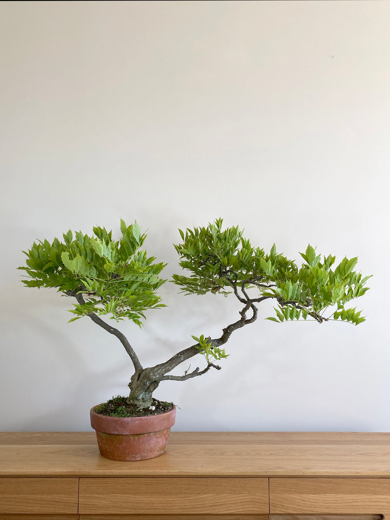 PURPLE WISTERIA (MULTI-TRUNK) - MiniGardens NZ
