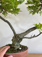 PURPLE WISTERIA (MULTI-TRUNK) - MiniGardens NZ