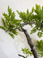 PURPLE WISTERIA (MULTI-TRUNK) - MiniGardens NZ