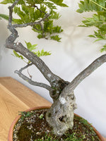 PURPLE WISTERIA (MULTI-TRUNK) - MiniGardens NZ