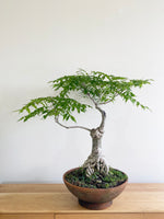 PURPLE WISTERIA (FORMAL) - MiniGardens NZ