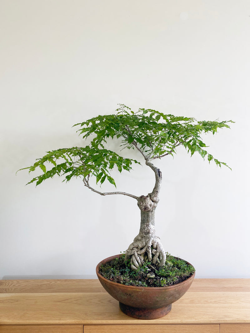 PURPLE WISTERIA (FORMAL) - MiniGardens NZ