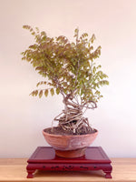 PURPLE WISTERIA (INFORMAL)