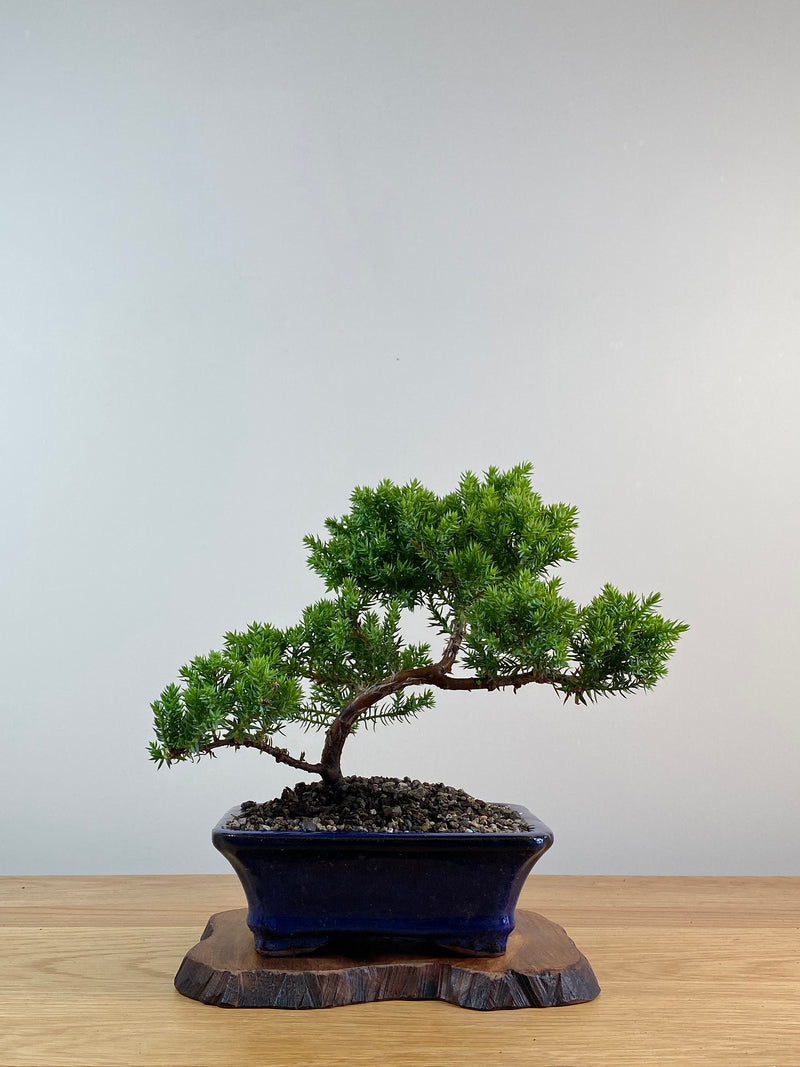 JAPANESE JUNIPER (X002)