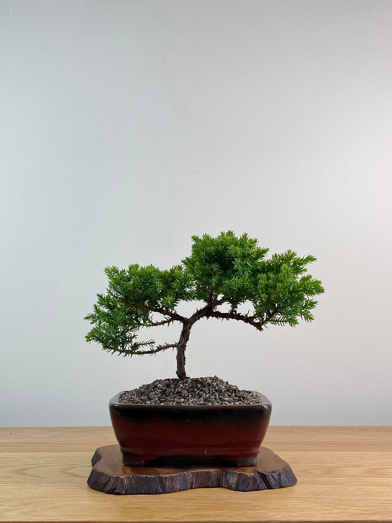 JAPANESE JUNIPER (X004)