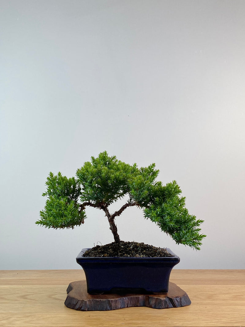 JAPANESE JUNIPER (X005)