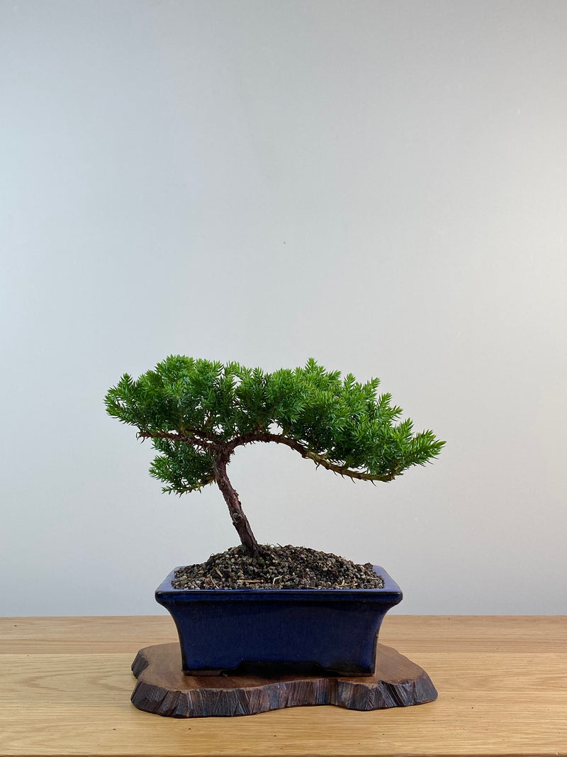 JAPANESE JUNIPER (X006)