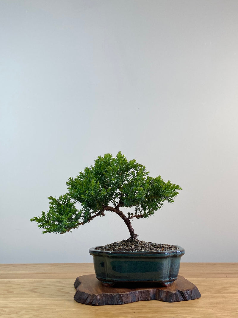JAPANESE JUNIPER (X007)