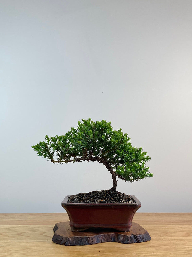 JAPANESE JUNIPER (X008)