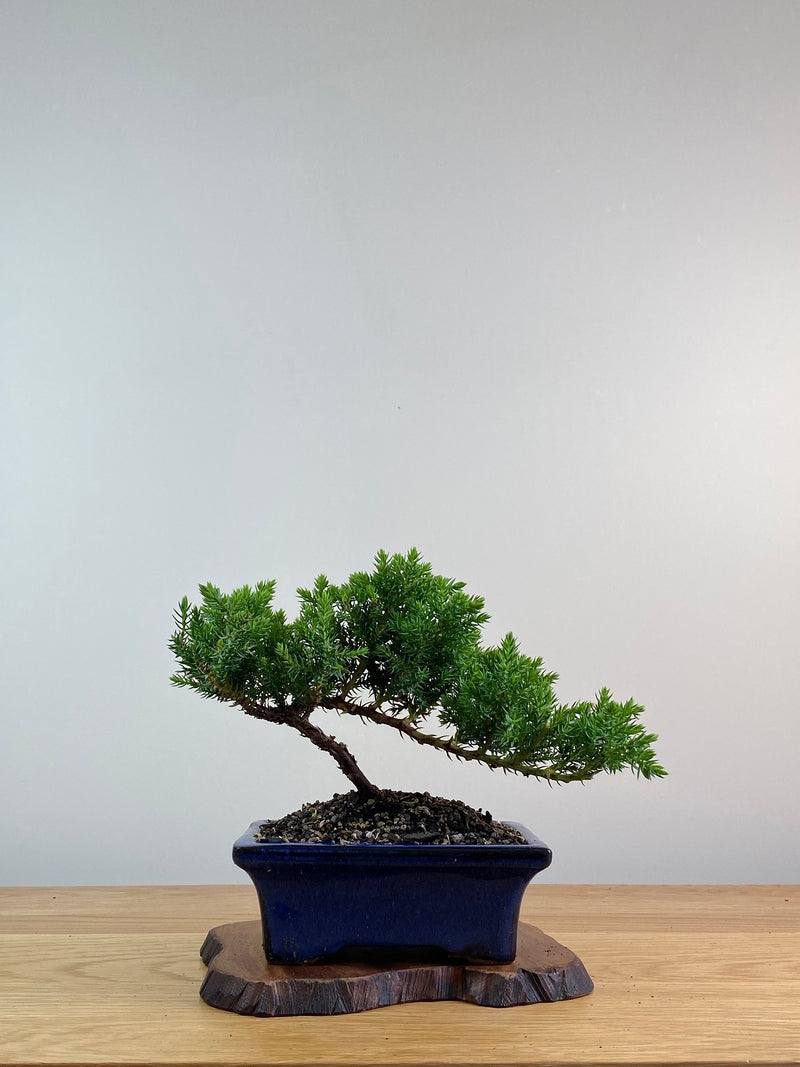 JAPANESE JUNIPER (X009)