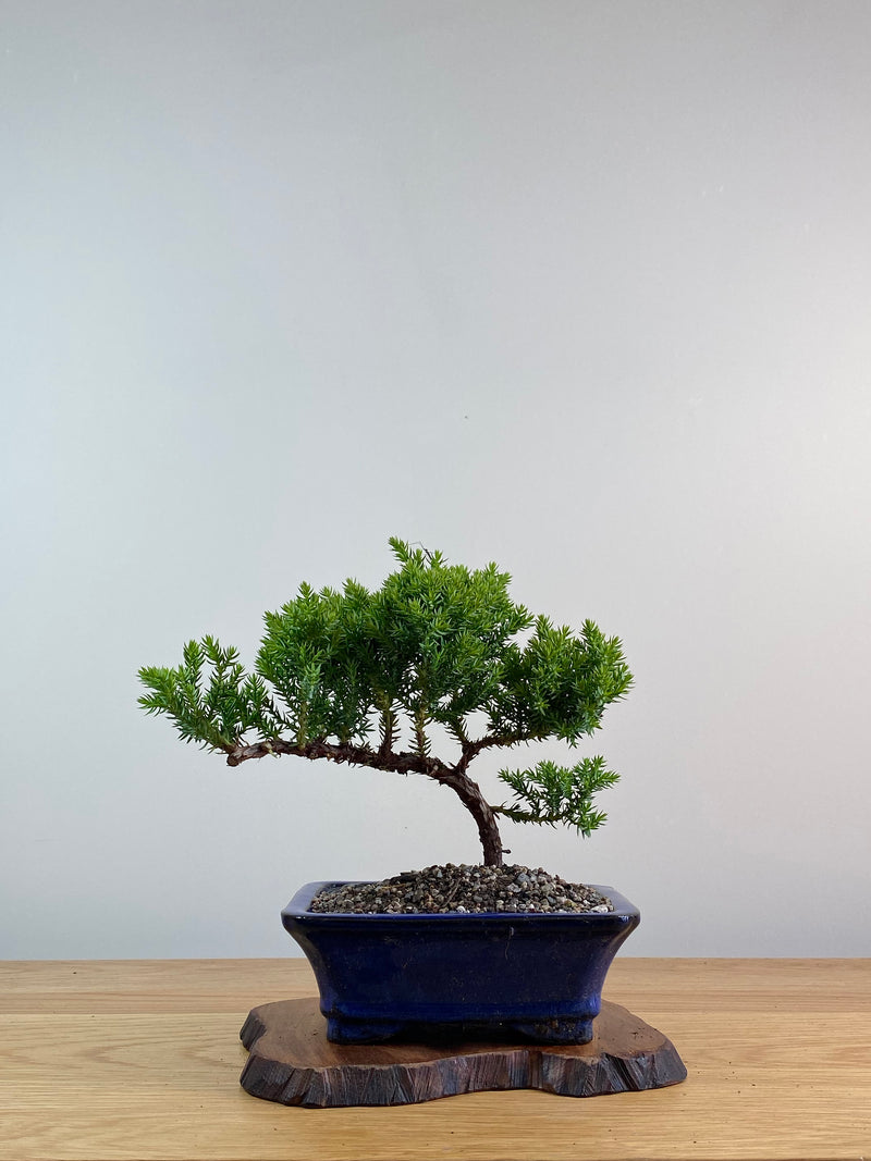 JAPANESE JUNIPER (X010)