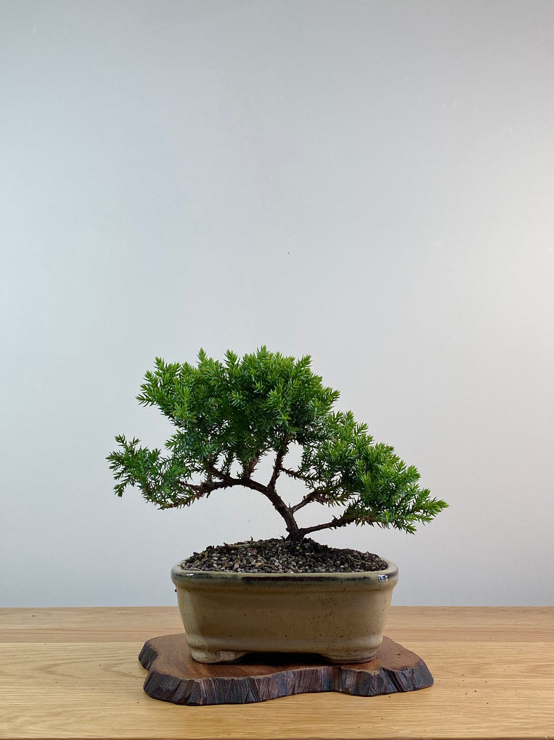 JAPANESE JUNIPER (X011)