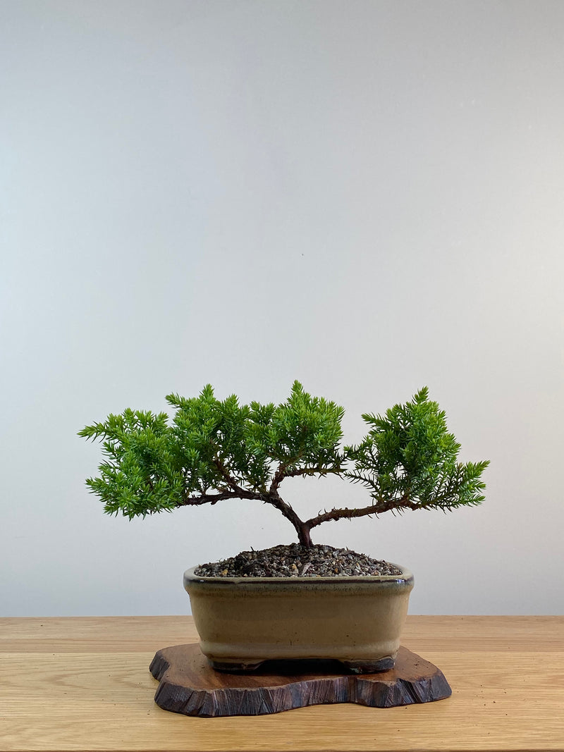 JAPANESE JUNIPER (X012)
