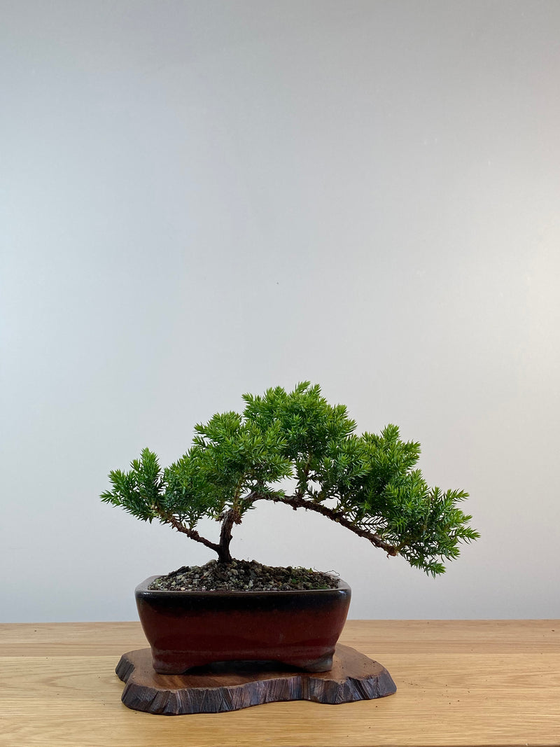JAPANESE JUNIPER (X013)