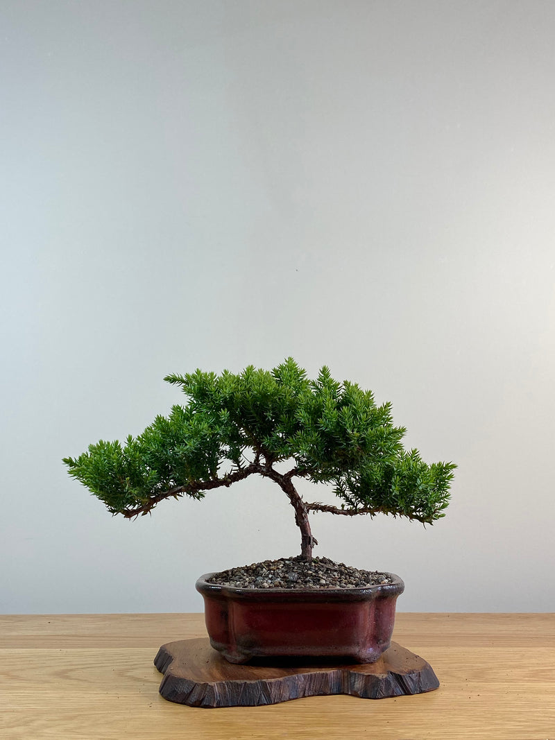 JAPANESE JUNIPER (X014)