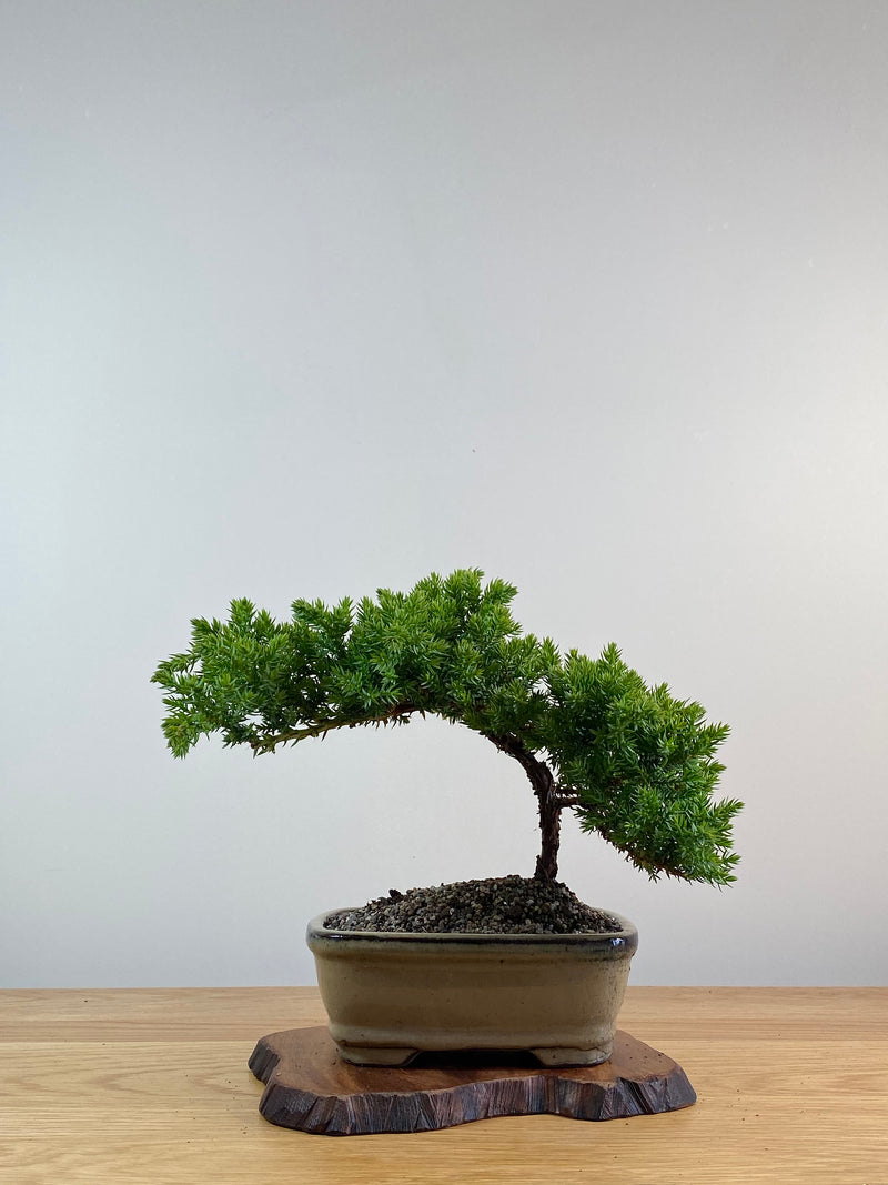 JAPANESE JUNIPER (X015)