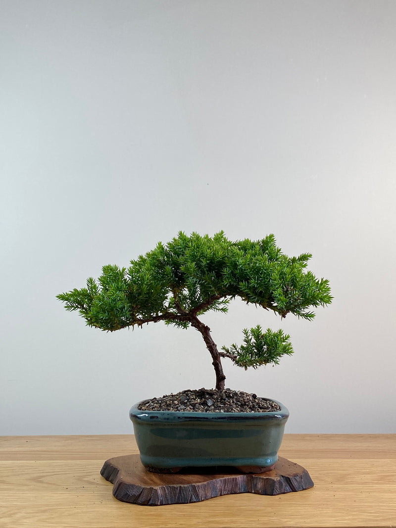 JAPANESE JUNIPER (X017)