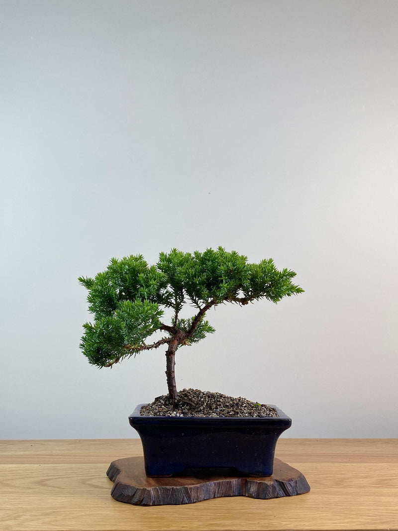 JAPANESE JUNIPER (X018)