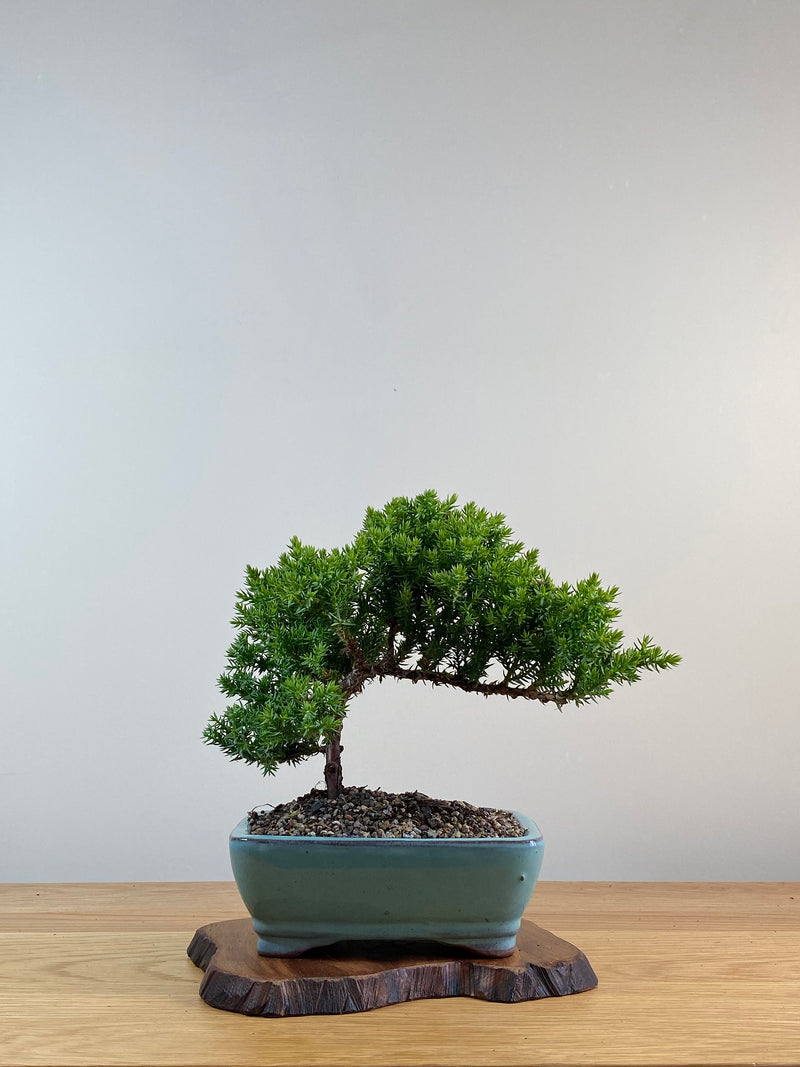 JAPANESE JUNIPER (X019)