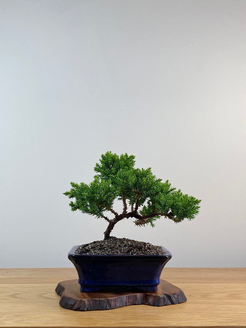 JAPANESE JUNIPER (X020)