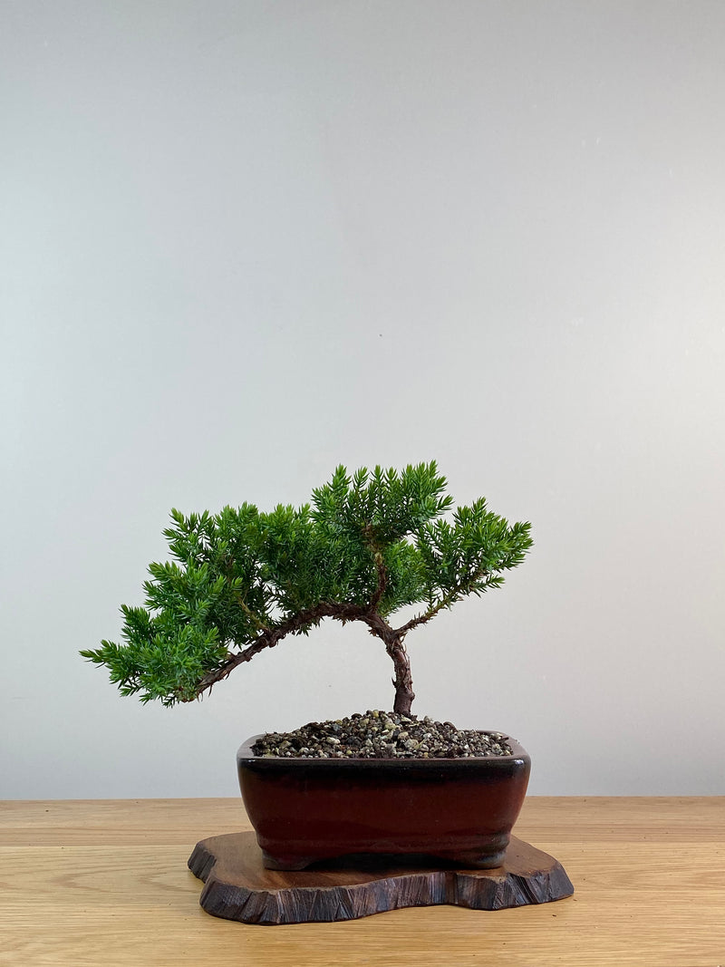 JAPANESE JUNIPER (X021)