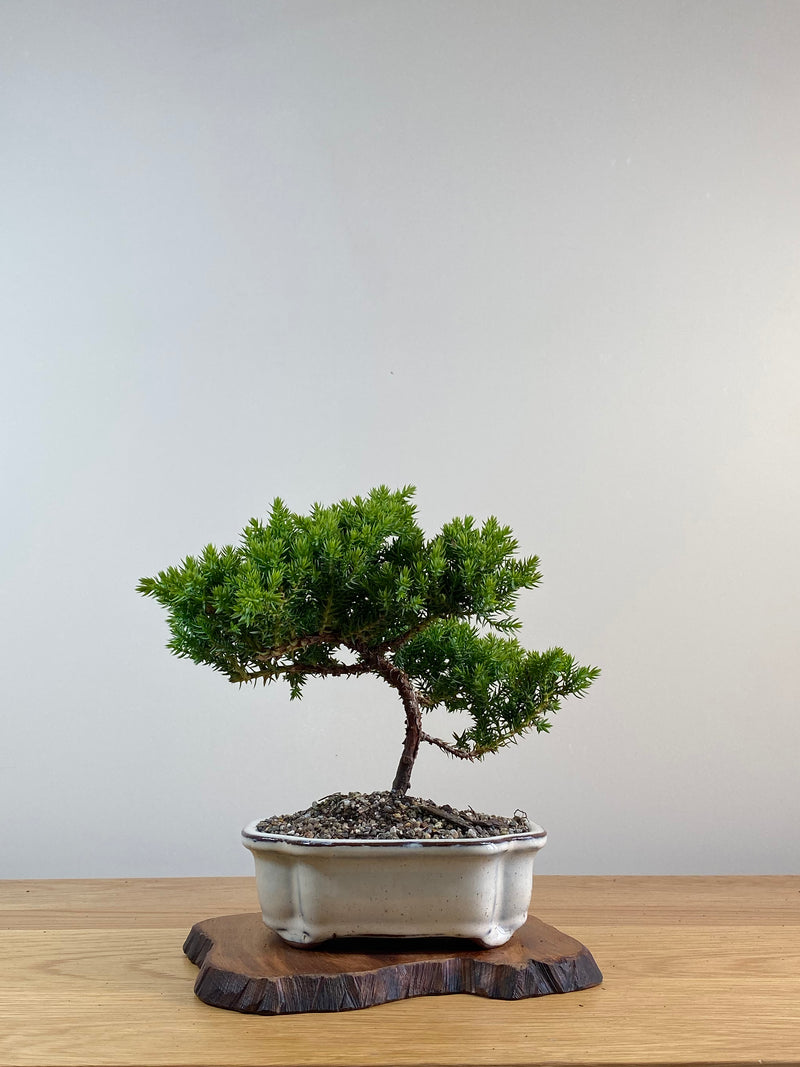 JAPANESE JUNIPER (X022)