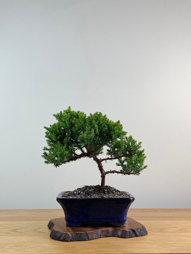 JAPANESE JUNIPER (X023)