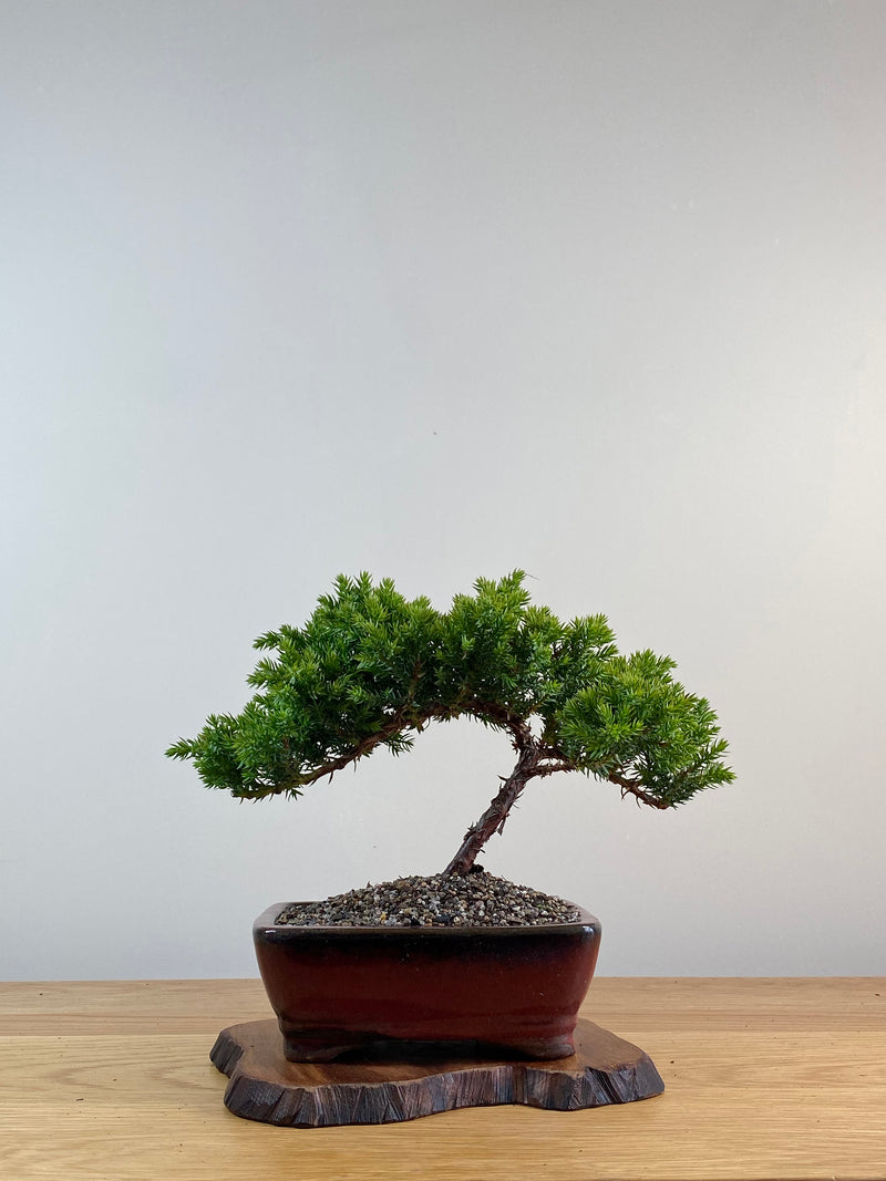 JAPANESE JUNIPER (X024)
