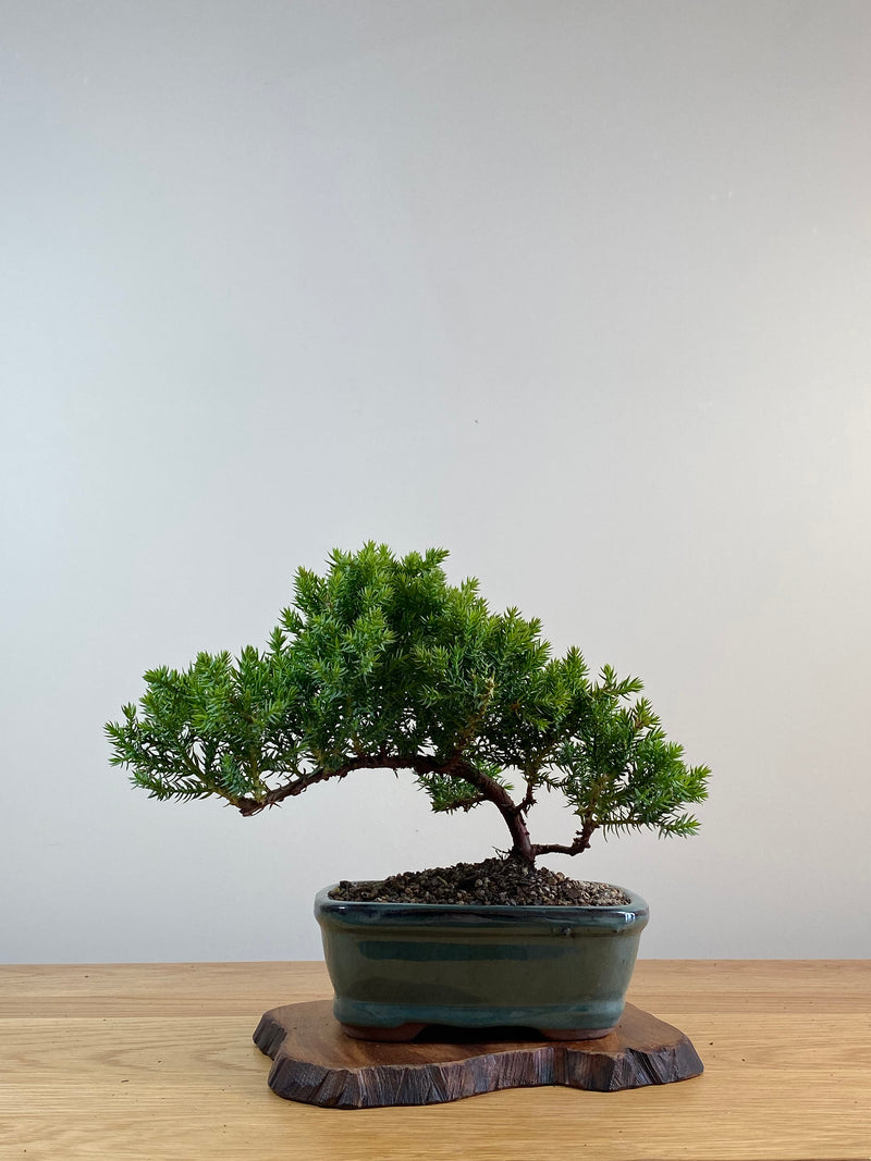 JAPANESE JUNIPER (X025)