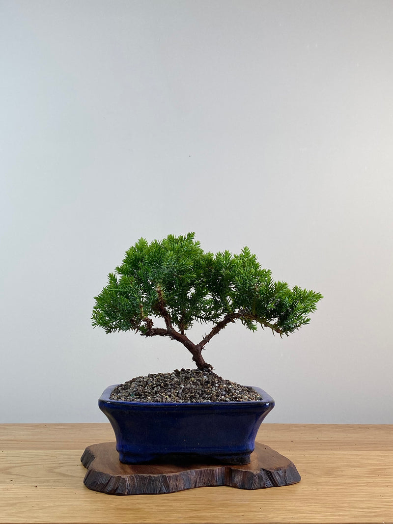JAPANESE JUNIPER (X026)