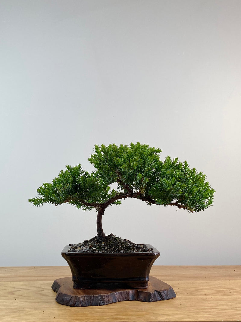 JAPANESE JUNIPER (X027)