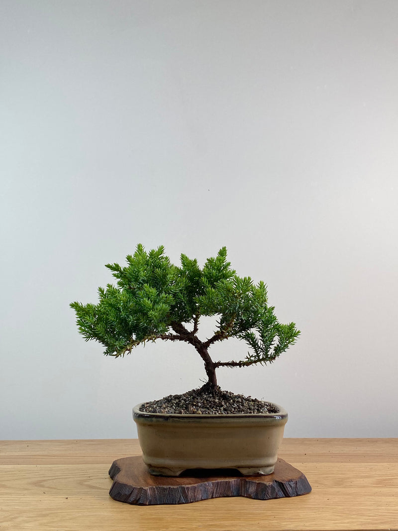 JAPANESE JUNIPER (X030)