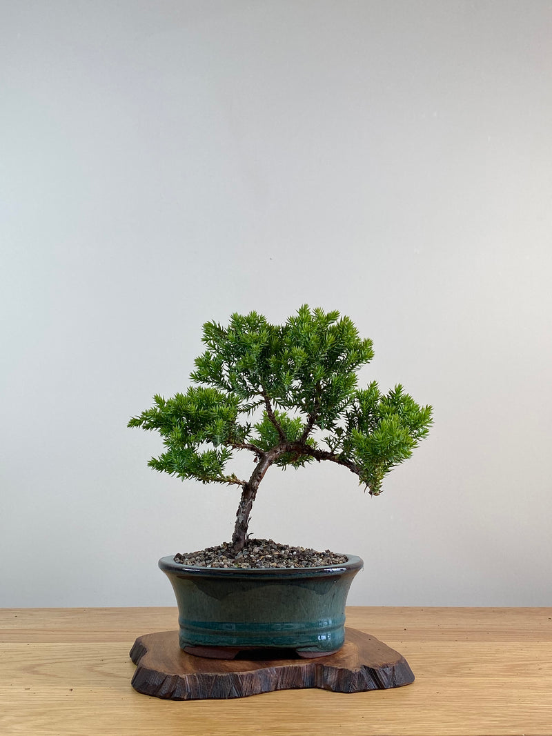 JAPANESE JUNIPER (X032)