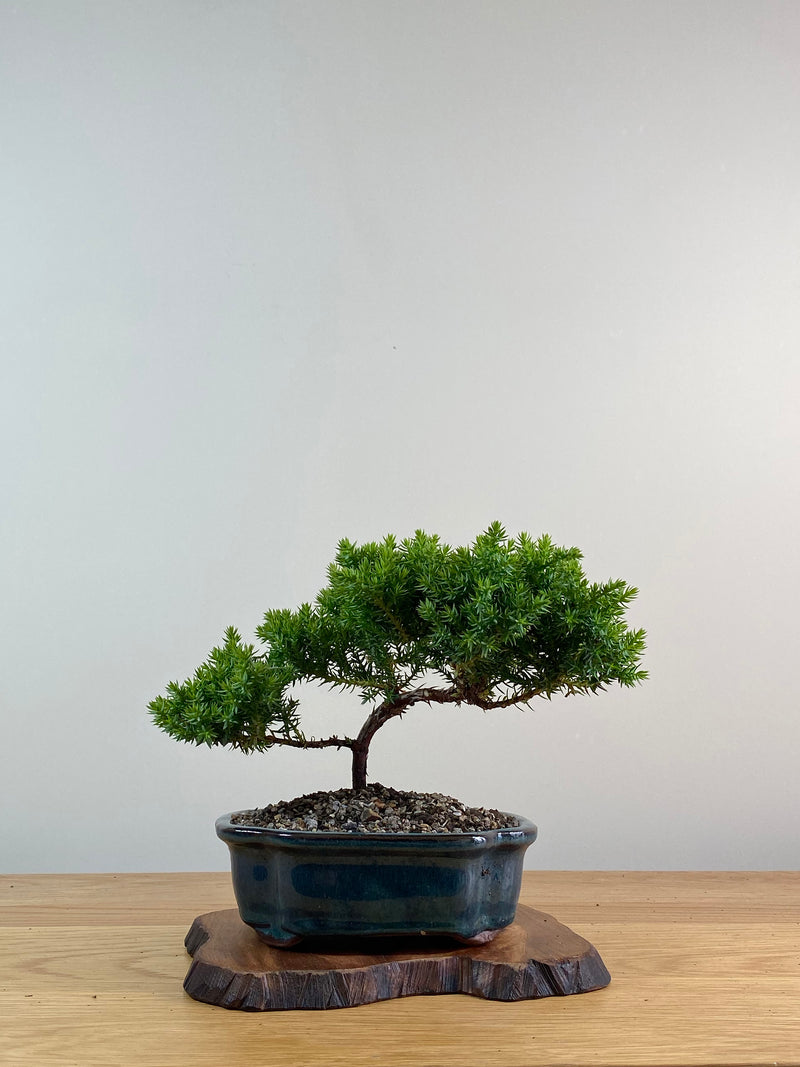 JAPANESE JUNIPER (X033)