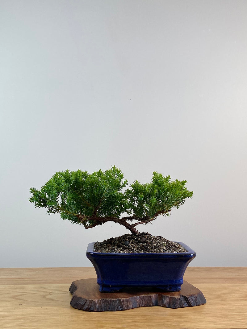 JAPANESE JUNIPER (X034)