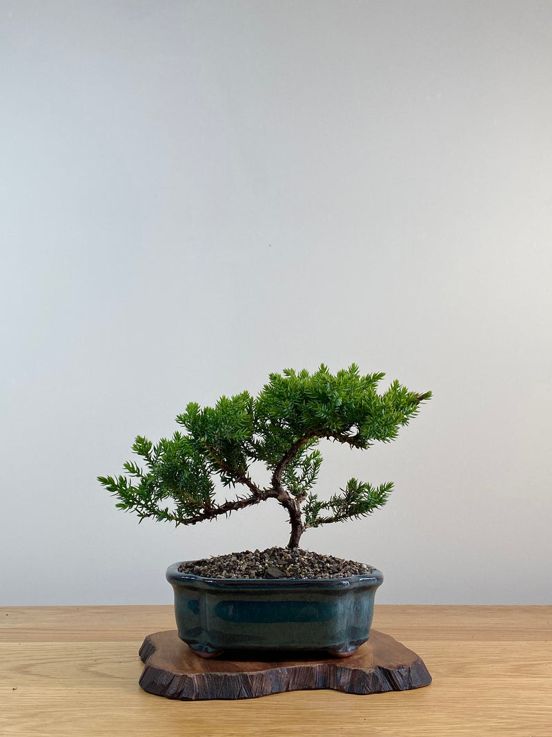 JAPANESE JUNIPER (X035)