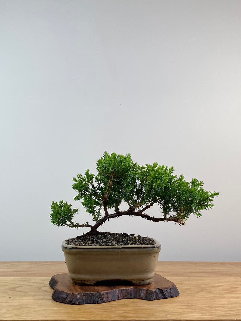 JAPANESE JUNIPER (X036)