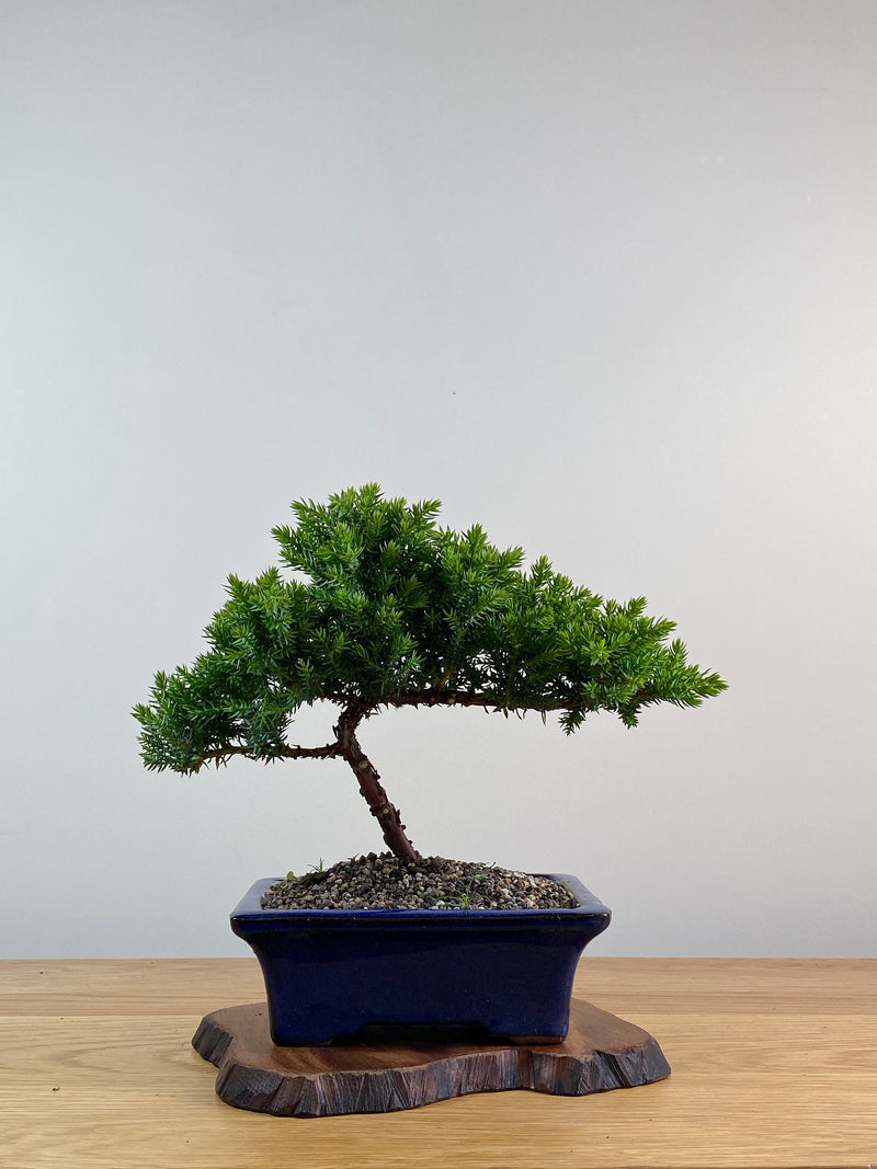 JAPANESE JUNIPER (X037)