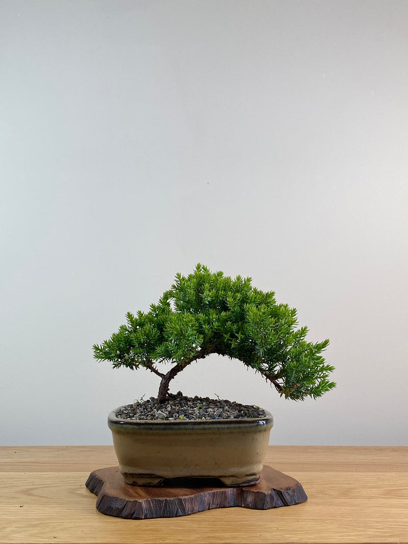 JAPANESE JUNIPER (X038)