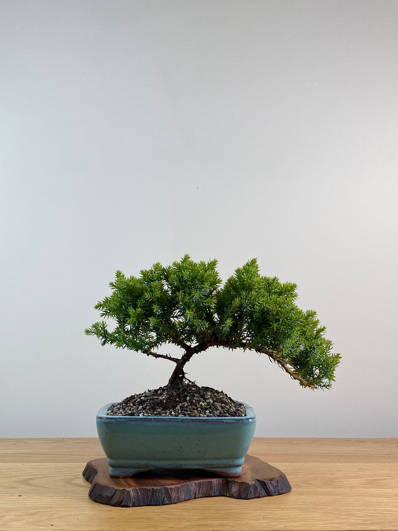 JAPANESE JUNIPER (X039)