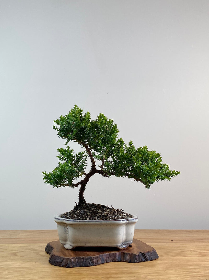 JAPANESE JUNIPER (X041)